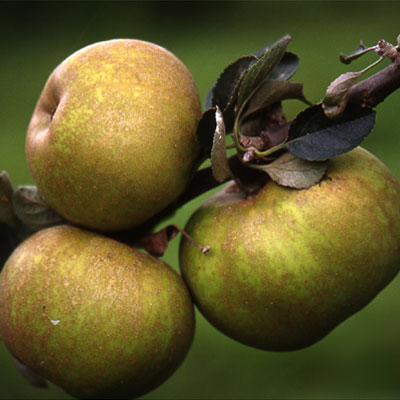 Recuperación de la manzana de mesa en pumaradas y realización de nuevas plantaciones  Los árboles de mesa existentes en las pumaradas tradicionales deben ser recuperados y puestos en valor. Para ello, resulta necesario identificar las variedades de mesa y recuperar los árboles (ver el tríptico Recuperación y manejo de pumaradas tradicionales), prestando especial atención a actuaciones de poda, aclareo y protección que aseguren un tamaño comercial y una calidad global del fruto.  Además, se pueden hacer nuevas plantaciones de carácter semi-intensivo que faciliten las operaciones de cultivo y manejo, como las que se están realizando para la producción de manzana de sidra, o bien plantaciones de carácter tradicional con incorporación de algunas mejoras. En cualquier caso, puesto que la recolección de manzana de mesa se debe hacer a mano, el sistema de producción se debe adecuar a dicha finalidad y a las condiciones del terreno (pendiente, profundidad y fertilidad del suelo), buscando una buena combinación variedad-portainjerto que se ajuste a dichos requerimientos y evite el excesivo crecimiento de los manzanos. También se puede modular el crecimiento vegetativo y facilitar las actuaciones de aclareo y la recolección mediante la utilización de la técnica de arqueamiento.  Algunos de los requerimientos técnicos en estas nuevas plantaciones pueden ser el entutorado o la disponibilidad de riego. En el supuesto de no disponer de riego, habría que prever la utilización de portainjertos de mayor vigor, a fin de disponer de un sistema radicular más potente que permita una mejor captación de agua.